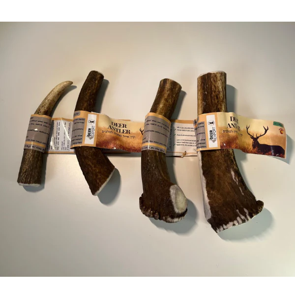 קרן אייל אדום שלמה 100% טבעי - M - Image 5
