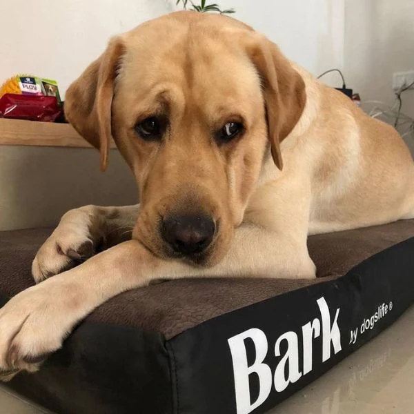 Bark בארק מזרן אורטופדי בינוני לכלבים - 85X60 - Image 8